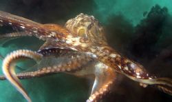 Angry Octopus. Shot taken on the East side of Oahu, HI. by Mathew Cook 
